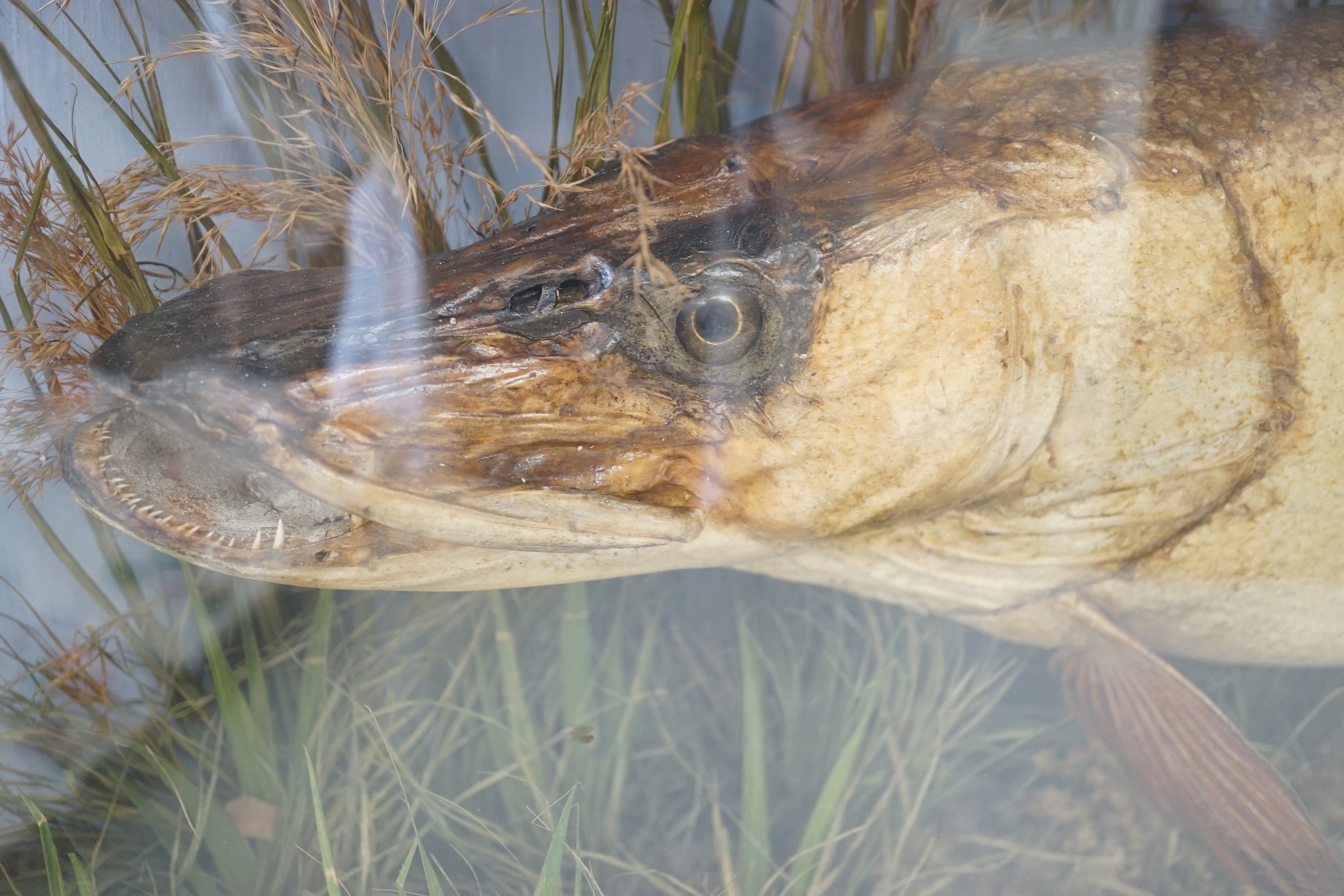 A taxidermic pike, in glazed case, label states ‘Caught in the River Stour by H. Barnes April 9th 1898 Weight 12lbs’. Case 99.5cm x 39cm x 21cm